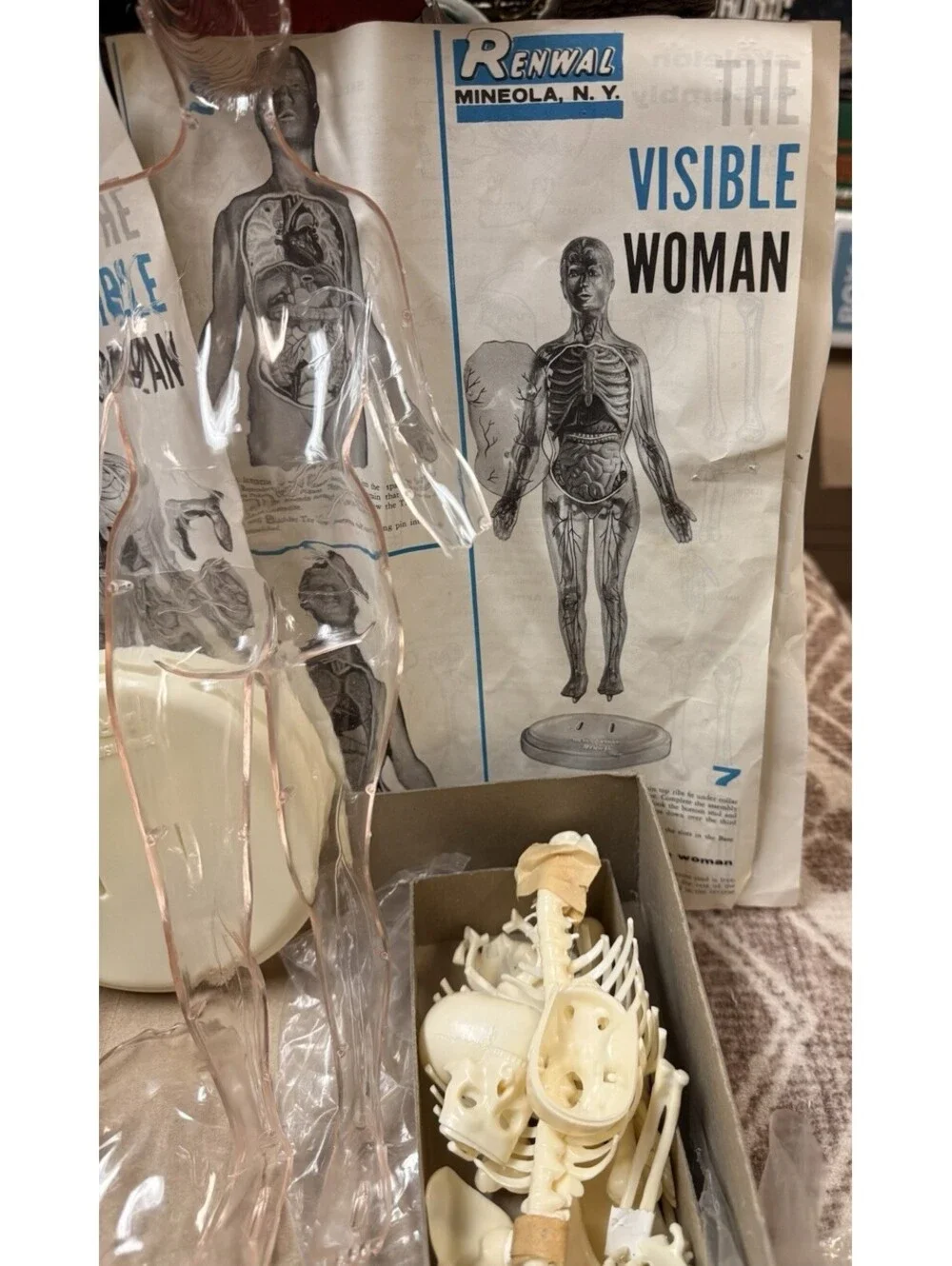 Vintage 1960 The Visible Woman Assembly Kit - #804 Made By Renwal New York USA